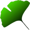 Ginkgo